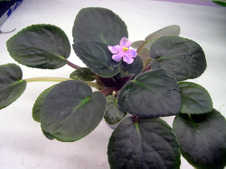Enlarge photo 39
