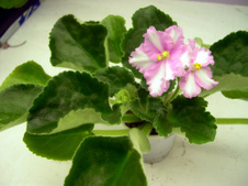 Enlarge photo 41