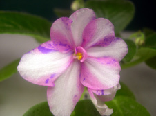 African violet pics for Bloomlovers