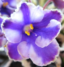 Enlarge photo 51