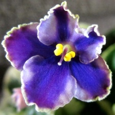 Enlarge photo 52