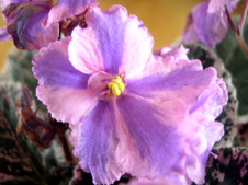 Enlarge photo 73