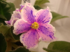 Enlarge photo 91
