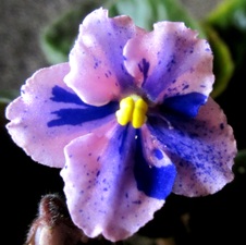 Enlarge photo 94