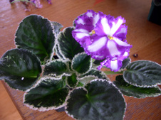 Enlarge photo 104