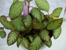 Enlarge photo 2
