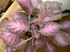 Enlarge photo 6