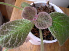 Enlarge photo 7