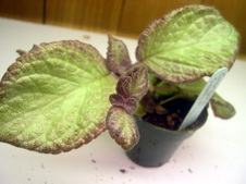 Enlarge photo 10