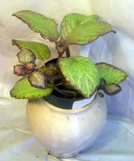 Enlarge photo 11