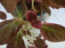 Enlarge photo 17