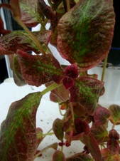 Enlarge photo 29