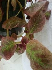 Enlarge photo 32