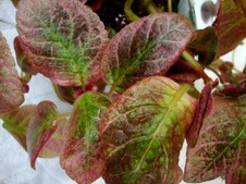 Enlarge photo 34