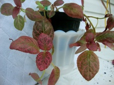 Enlarge photo 37