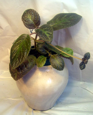Enlarge photo 51
