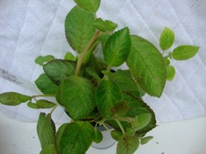 Enlarge photo 56
