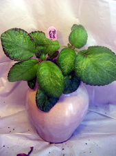 Enlarge photo 58