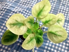 Violets ABC