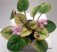 Enlarge photo 3