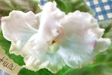 Enlarge photo 9