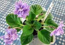 Enlarge photo 14