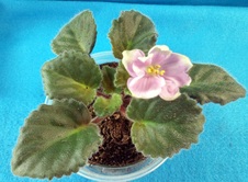 Enlarge photo 6