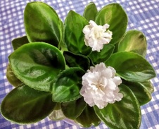 Enlarge photo 22