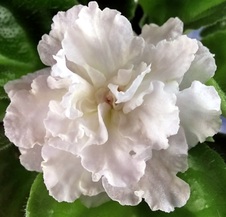 Enlarge photo 23
