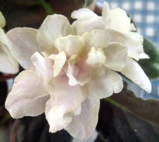 Enlarge photo 26