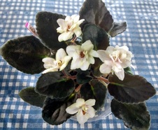 Enlarge photo 27