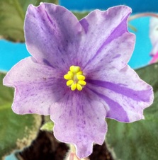 Enlarge photo 33