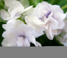 Enlarge photo 61