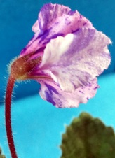 Enlarge photo 47
