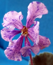 Enlarge photo 41