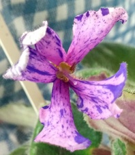 Enlarge photo 43