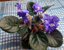 Enlarge photo 3