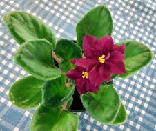 Enlarge photo 6