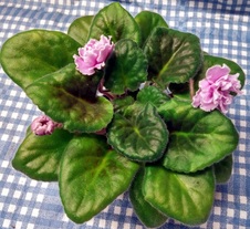 Enlarge photo 22
