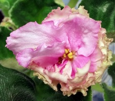 Enlarge photo 31