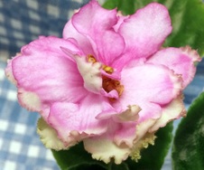Enlarge photo 27