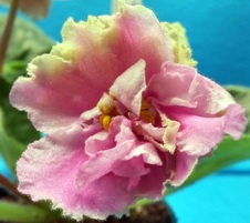 Enlarge photo 29