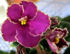 Enlarge photo 38