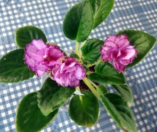 Enlarge photo 48