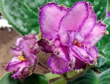 Enlarge photo 43