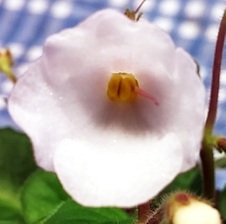 Enlarge photo 52