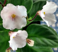 Enlarge photo 54