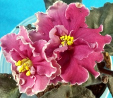 Violets IJK