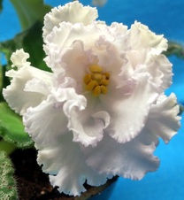 Violets LMN