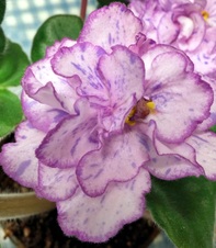 Enlarge photo 5